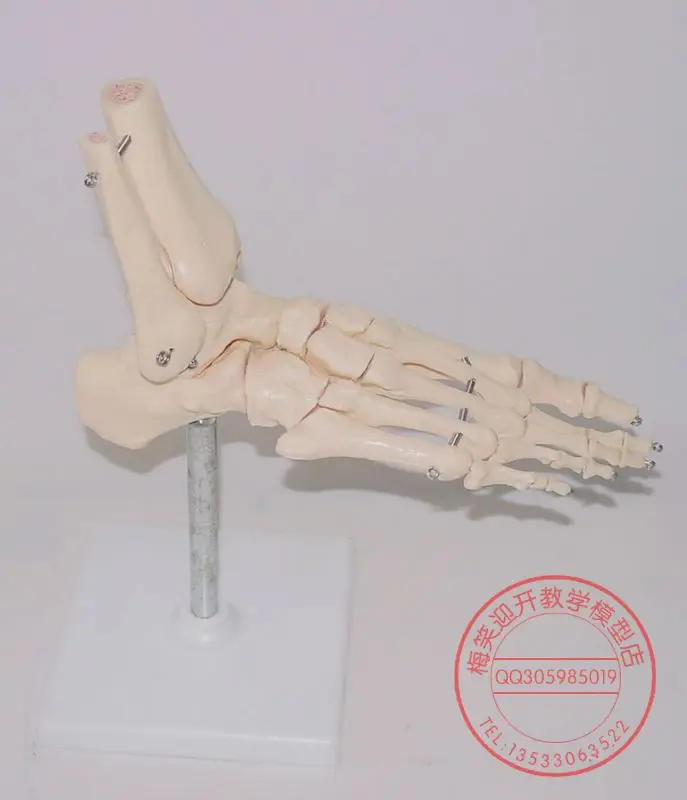 

Модель скелета для ног, модель человеческой кости, медицинская обучающая модель, бесплатная доставка