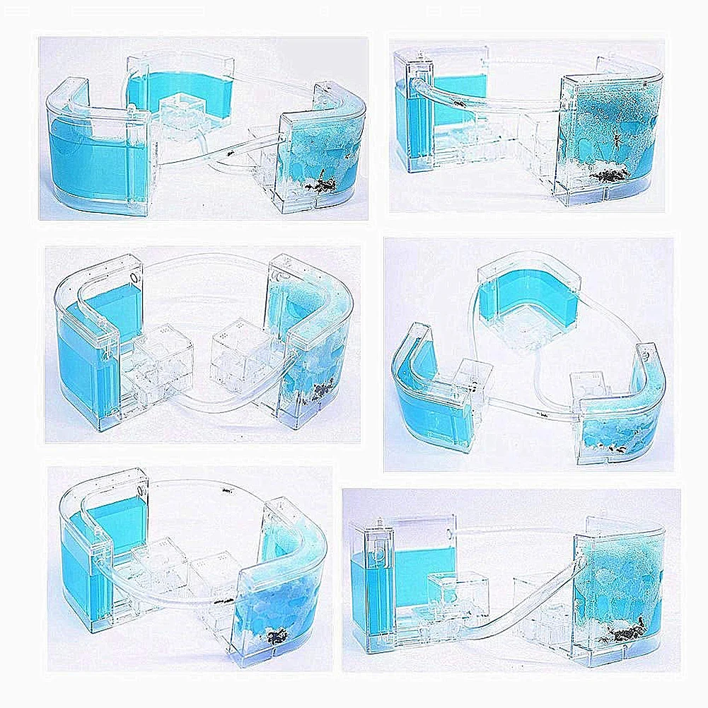 Природный муравей фермы дома экологический насекомое Экология коробка наука