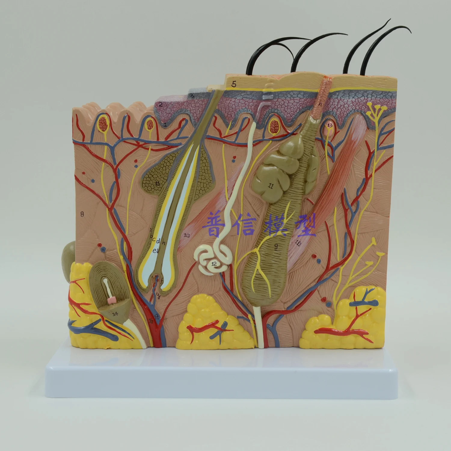 

Free shipping&stereoscopic skin model,70 fold model of skin tissue structure ,Medical anatomy model