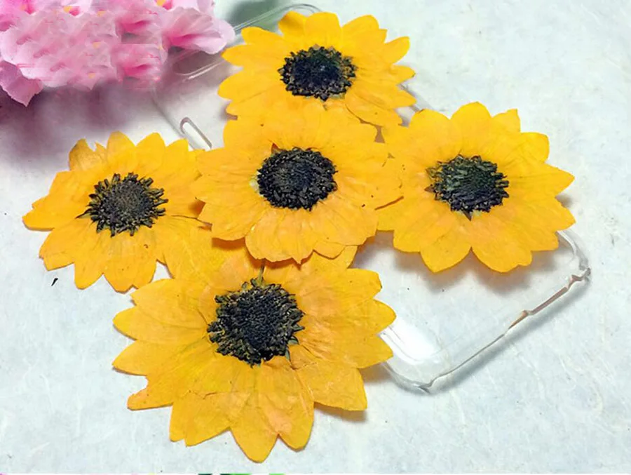

500pcs 3-5cm Pressed Dried Sunflower Flower Plant Herbarium For Jewelry Bookmark Phone Case Scrapbooking Invitation Card Making