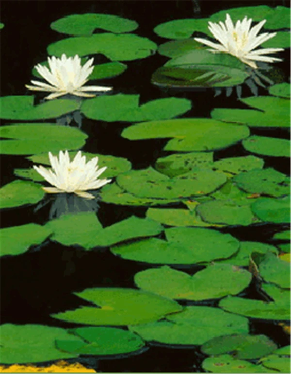 Diamond mosaic full square diamond embroidery needlework flower lotus diy painting cross stitch kits Mosaic Home Decor | Дом и сад