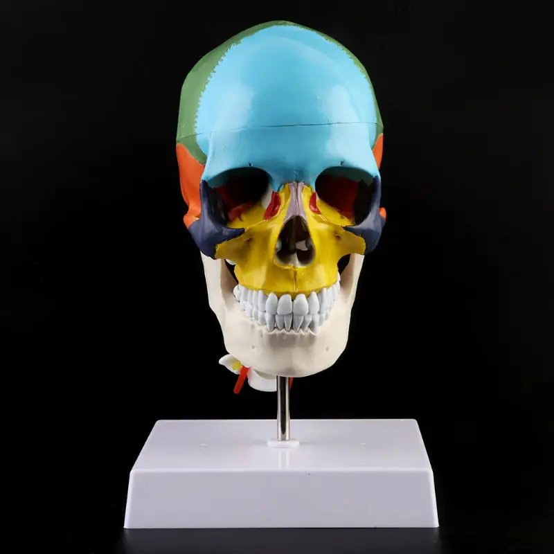 Human Anatomy Skeleton Anatomical Model with Colored Bones Cervical Vertebra Sculpture Medical Supplies | Канцтовары для офиса и