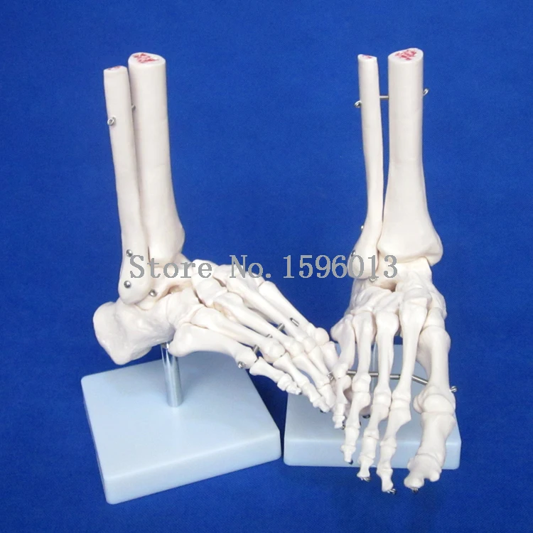 Популярная модель ножного сустава в натуральную величину скелета для ног|model
