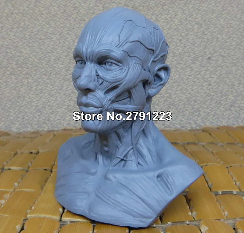 Человеческий череп для изучения анатомии скелет мозга анатомическая