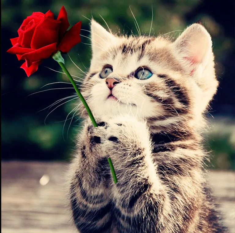 5D full square diy hand made diamond embroidery mosaic painting kits wall cross sticker praying cat picture home Decor | Дом и сад