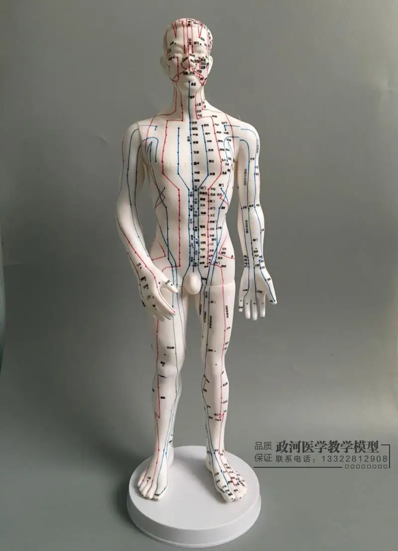 Акупунктурная модель человеческого тела мужские меридианы диаграмма книга База