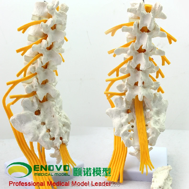 

ENOVO Five lumbar vertebrae model of the cauda equina nerve model