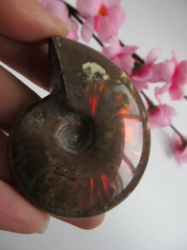 Редкий! Натуральный Радужный баммонит ракушка аммолита драгоценный камень