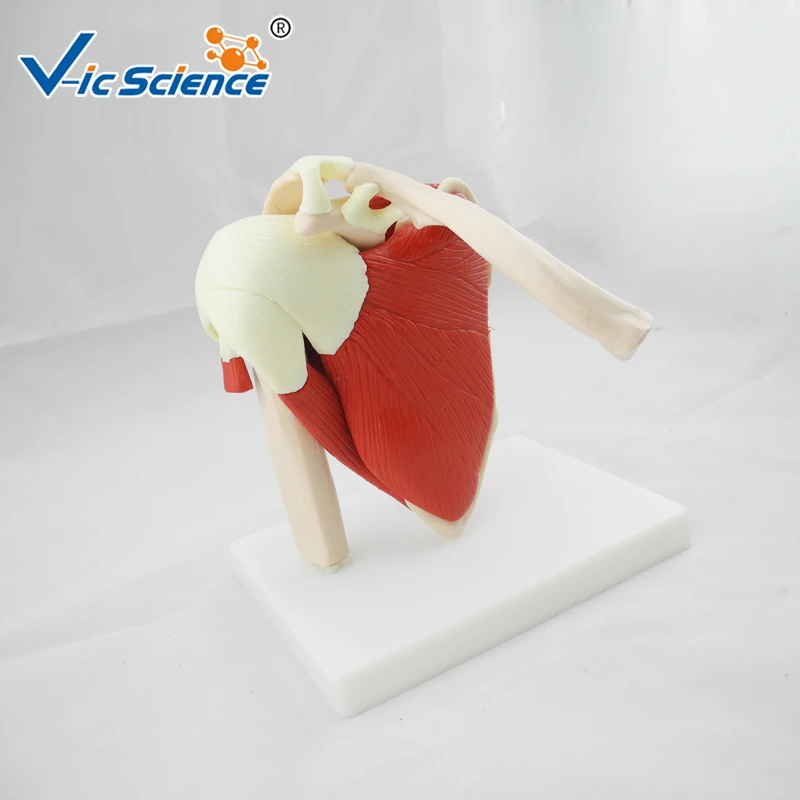 Medical Education Advance Life Size Muscled Shoulder Joint Skeleton Model | Канцтовары для офиса и дома