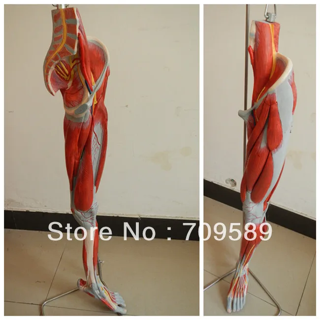 Анатомическая модель мускулов для ног сосудов и нервов ног|anatomical muscles|muscle