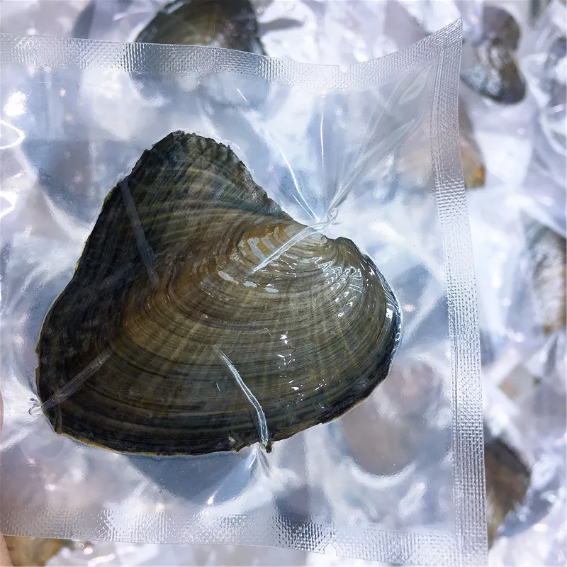 Вакуумная упаковка из пресноводного жемчуга Oyster Wish жемчужная Мидия с жемчугом