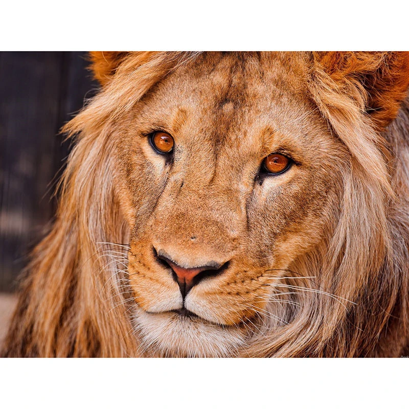 

Full square/Round drill Diamond embroidery lion 5D DIY diamond Painting Cross Stitch Rhinestone Mosaic decor HYY