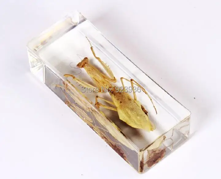 YQTDMY большая крутая Mantis Жук образцы насекомых в Lucite Пресс Папье В Форме ремесла