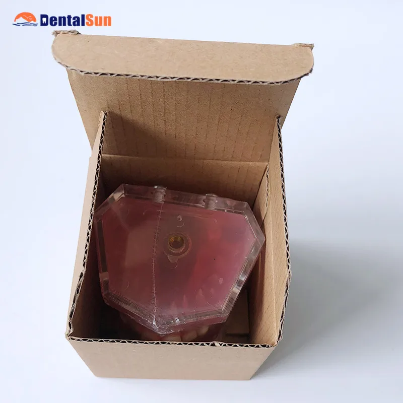 

M7008 Soft Gum with Removable Teeth-Adult
