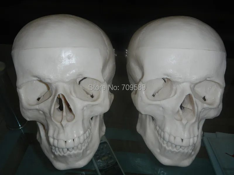 Модель человеческого черепа ISO Deluxe анатомический череп|anatomical skull|human skull modelskull model |
