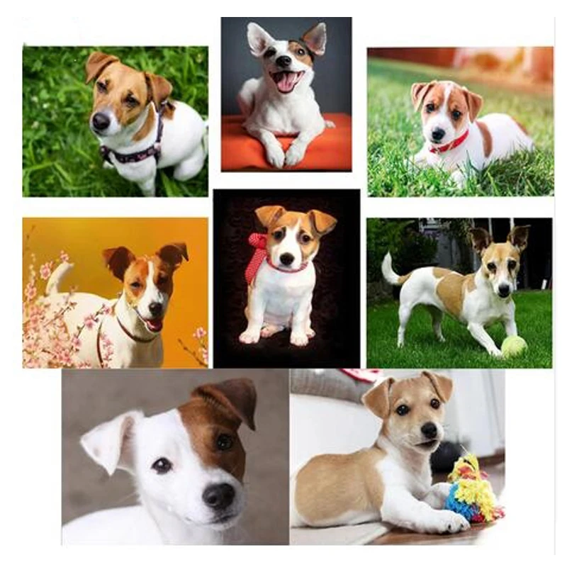 Алмазная вышивка с собакой jack russel алмазная живопись 5d крестиком 3D стразы мозаика