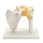 Анатомическая модель в натуральную величину master human анатомический скелет, для продажи, анатомическая модель для черепа, одонтологии, в суставах, мышцах