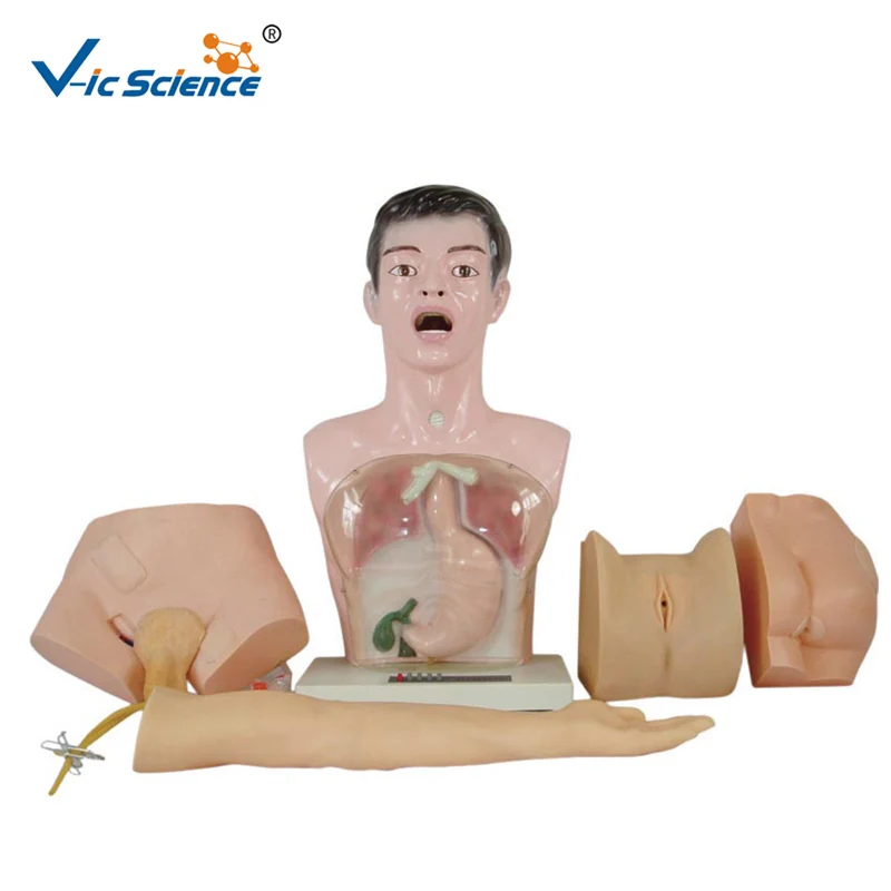 Мужские и женские медсестры обучающая модель|Медицинская наука| |