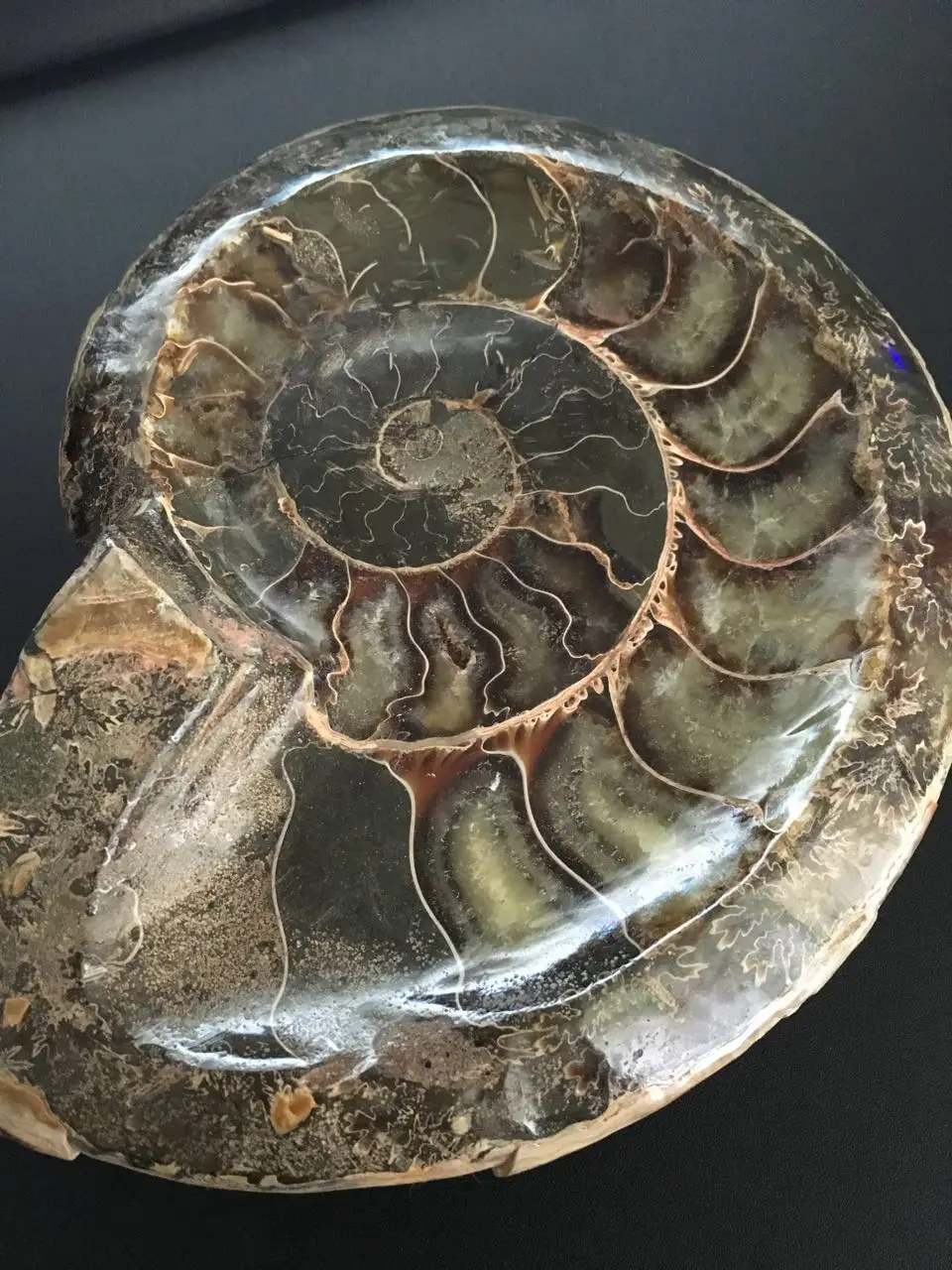 650 г натуральной раковины аммония fossil уникальная пепельница из Польши | Дом и сад