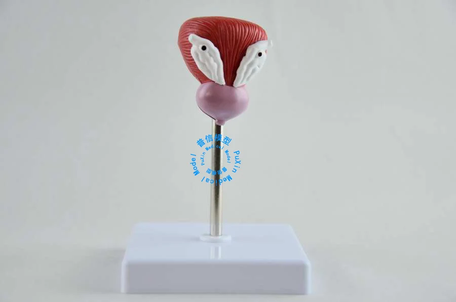 Бесплатная доставка и модель мочевого пузыря мочевыделительной системы