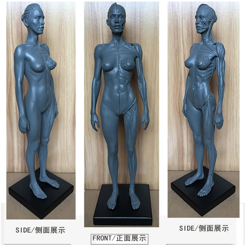 30 см Высота человеческий анатомический череп для изучения анатомии крови