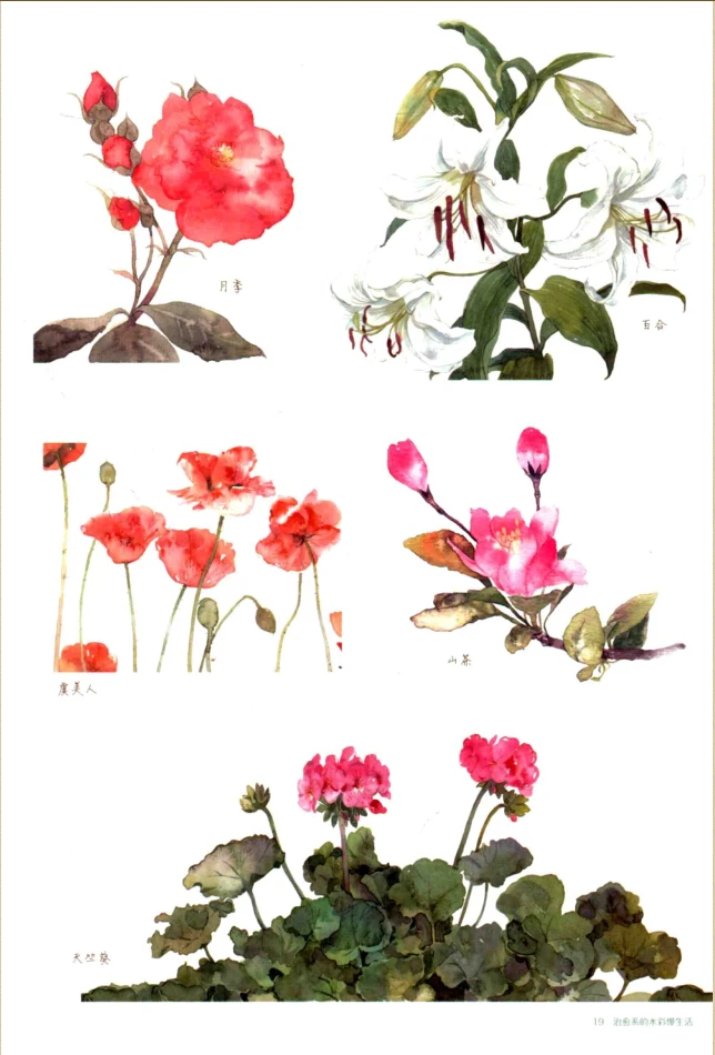 Эскиз книги живопись книга жизни: Исцеление акварельной жизни медленно изучая