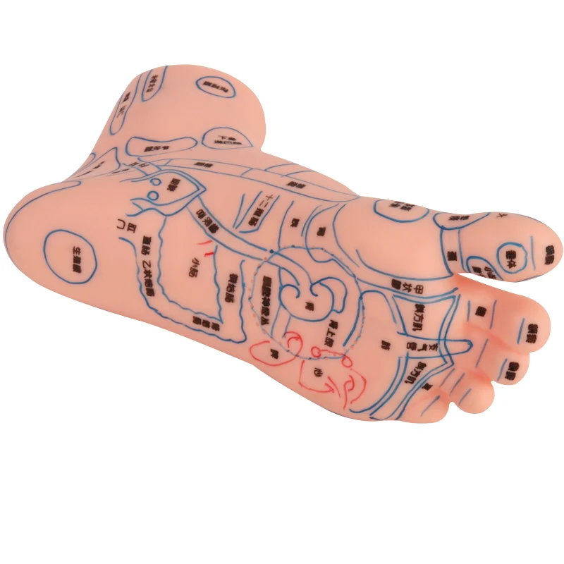 Акупунктура стопы модель китайской медицины обучающая человека для тела