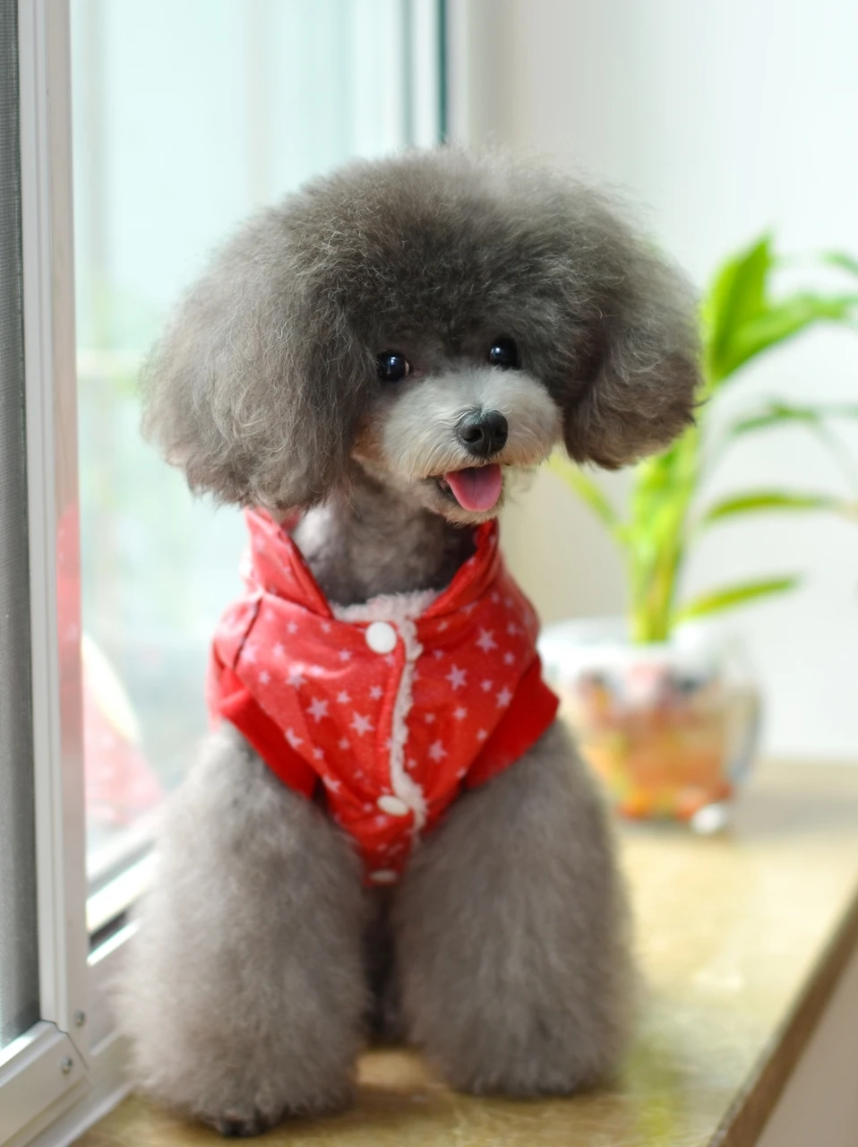 Free shipping fashion pet dog clothing designer coat LP0003 Hight Qualiyty | Дом и сад