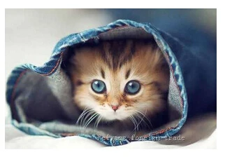 Diy5d Алмазная вышивка декоративная живопись наклейки для стены в гостиной