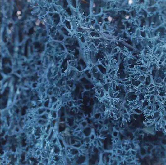 Navy blue Рога вечный мох растение стены Искусственные растения газон фон Сделай Сам стены украшения дома стены Бонсай Аксессуары - Цвет: Navy blue