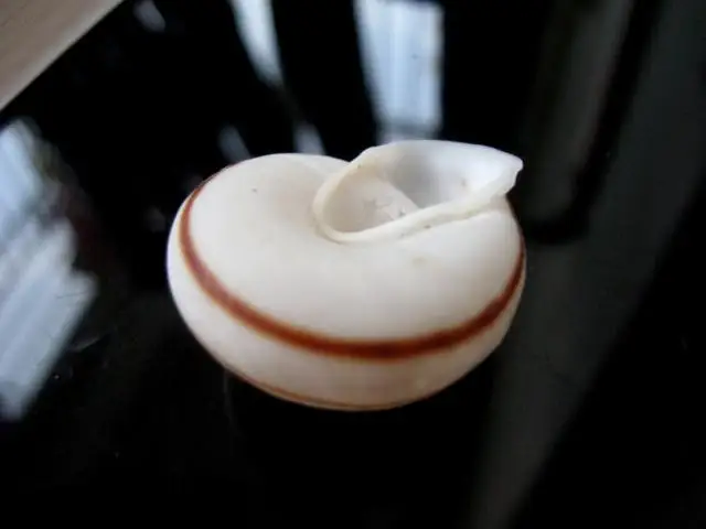 Натуральный морской свисток платформа креативная морская оболочка украшение