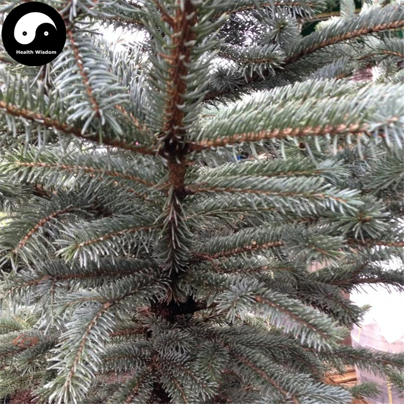 Купить Picea Pungens Fir Tree Semente 120 шт завод синий ель дерево китайская Lan Shan