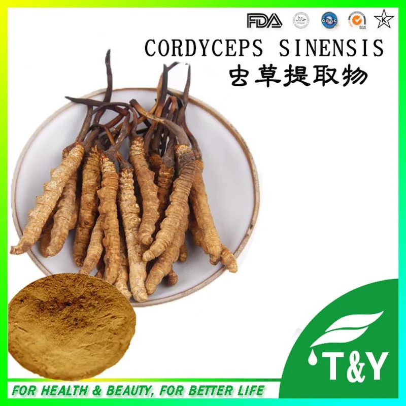 Здравоохранения продукт Кордицепс sinensis 10:1|sinensis| |