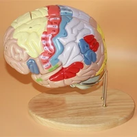2x brain anatomical model brain nerve structure brain function partition medical teaching free shipping