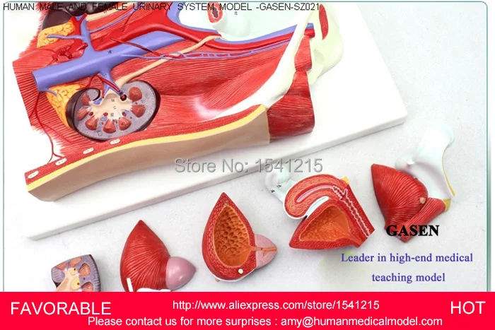 Женская/Мужская мочевая система модель мочевыделительной системы для женщин
