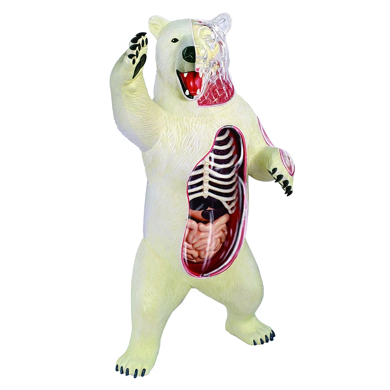 Игрушка для сборки Polar bear 4d master биология животных модель обучения|Медицинская