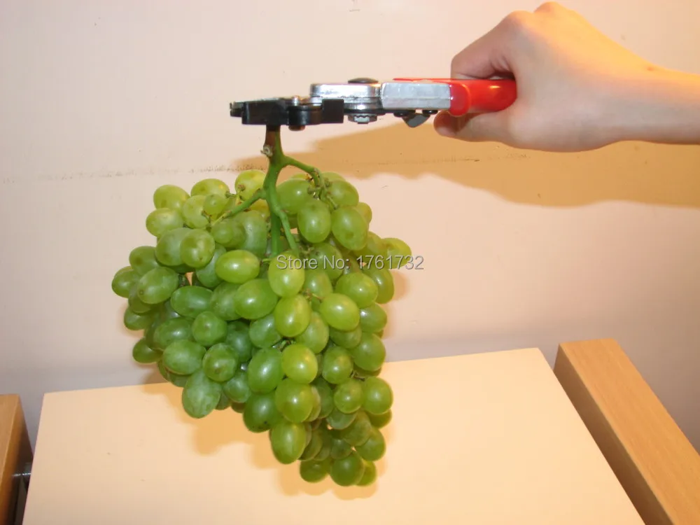 Бесплатная доставка Горячая продажа садовый инструмент Обрезка зажим сбор