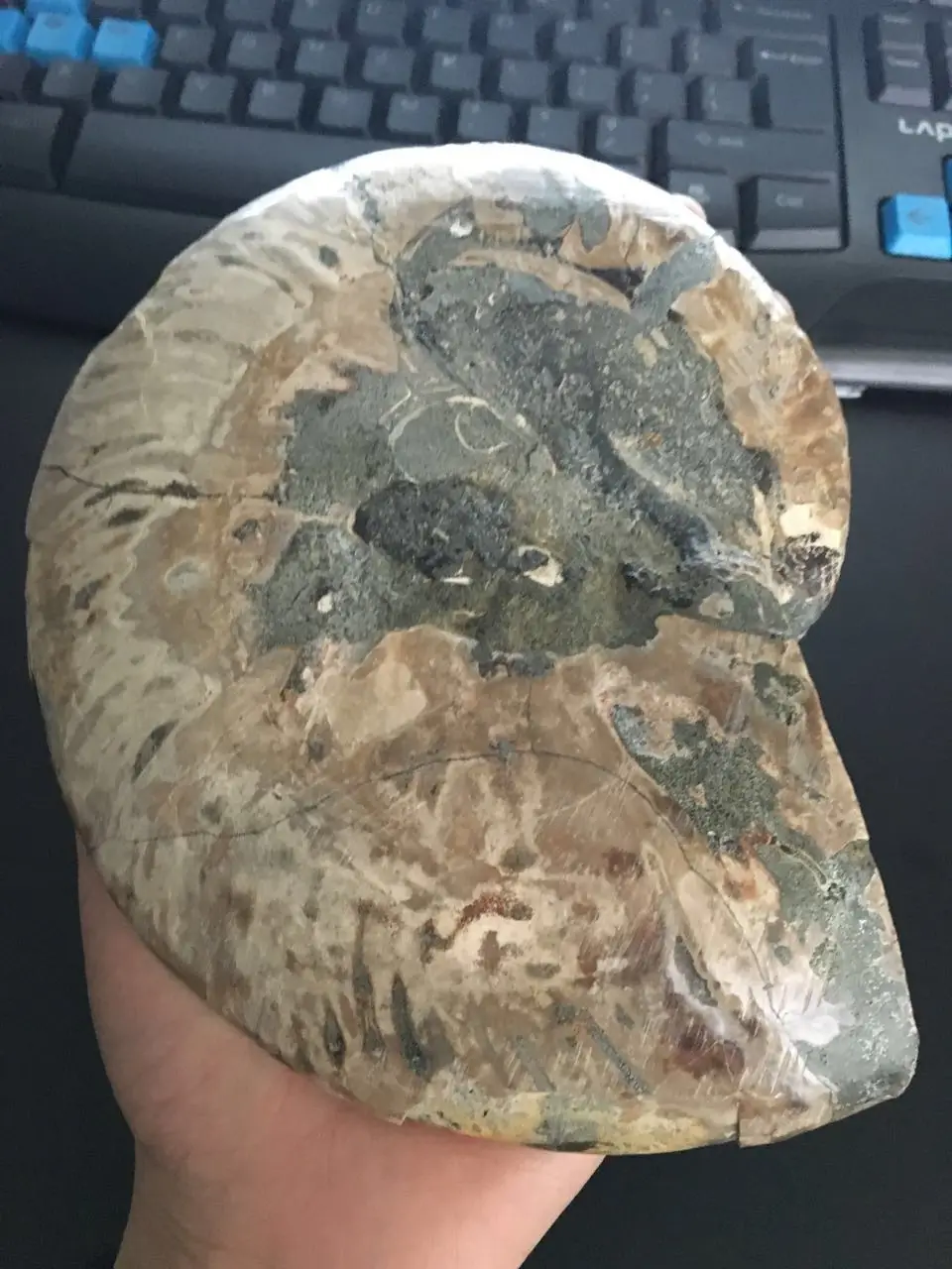 650 г натуральной раковины аммония fossil уникальная пепельница из Польши | Дом и сад