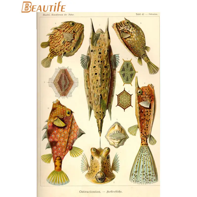 Пользовательские ernst haeckel морской жизни шелковая ткань постер для декорации дома стены искусства новая шелковая ткань стены плакат печать - Цвет: poster