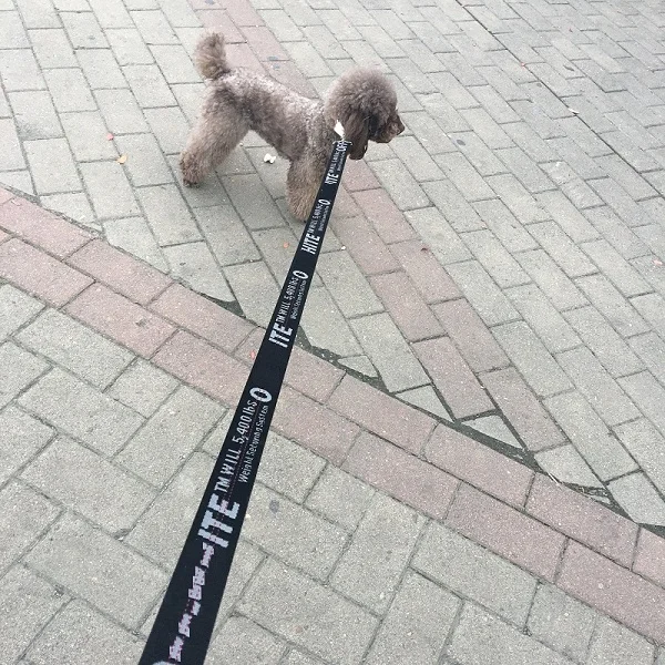 Black Leash Ошейник для собак, нейлоновый поводок, модный ошейник для щенков, для маленьких собак, поводок для бега, поводок для собак, нейлоновая веревка для маленьких щенков, кошек - Цвет: Black Leash