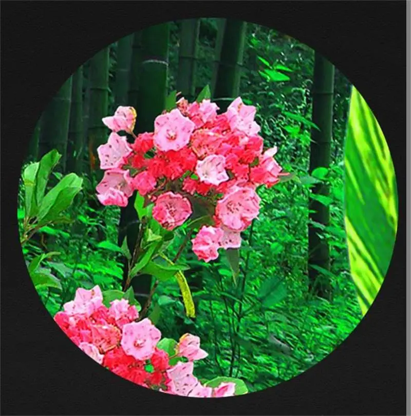 3d обои для комнаты на заказ фотообои нетканые настенные стикеры Цветы и птицы