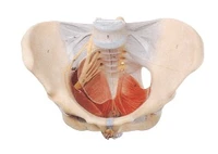 human skeletal model woman pelvis pelvic floor muscle 50 signs 213022 pvc material nerve entrails model free shipping