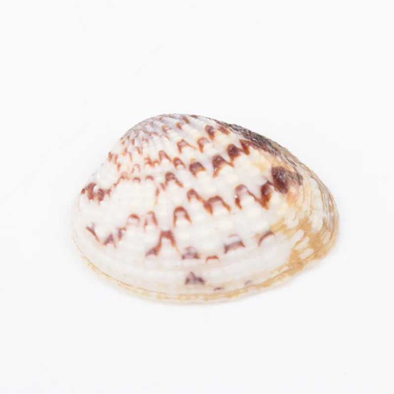 25-32 мм натуральные спиральные ракушки свободные бусины фотоальбом 10 шт. TRS0127X