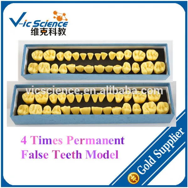 4 Times Permanent False Teeth Model Set