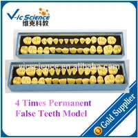 4 times permanent false teeth model set