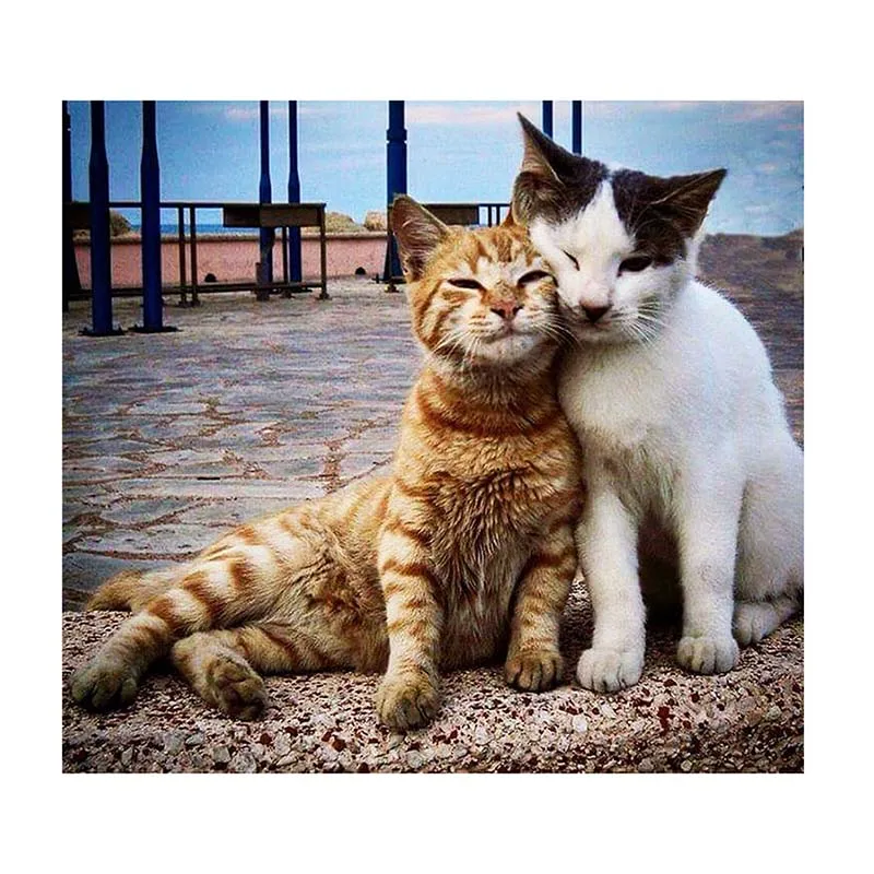 Полный квадратный алмаз 5D поделки алмазов картина Вышивка вышивки крестом