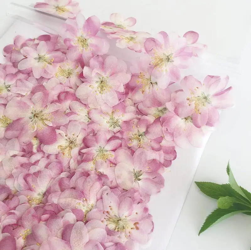 60 шт прессованный высушенный розовый Malus Spectabilis цветок/почки гербарий из растений для ювелирных изделий открытка с пригласительным билетом чехол для телефона DIY