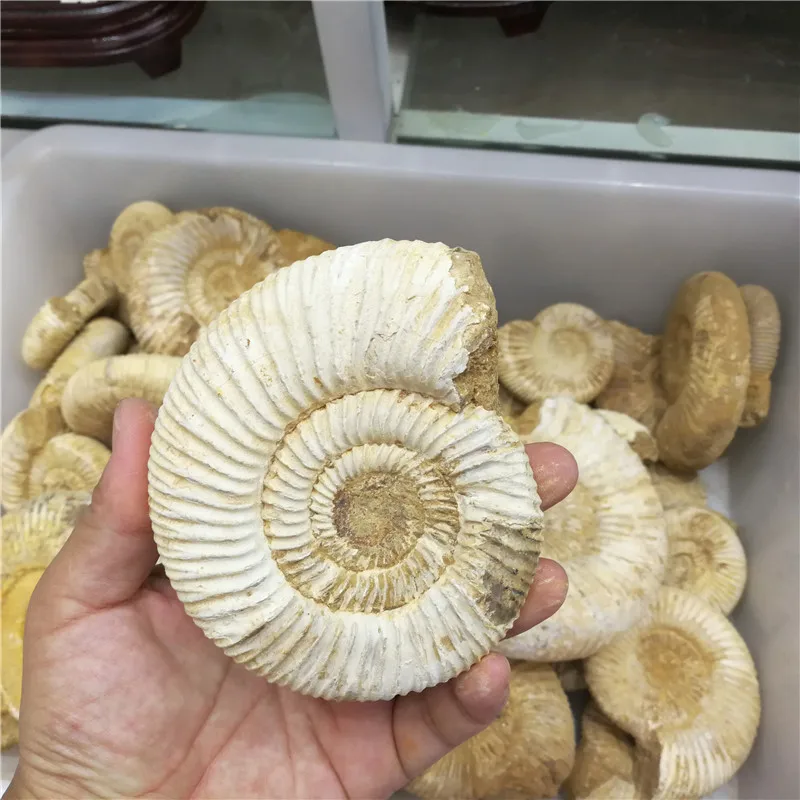 1 кг(2.2LB) натуральные доувиллейцеры аммонита окаменелой раковины Африки, цена
