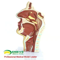 enovo anatomical structure model of nose and throat of human body