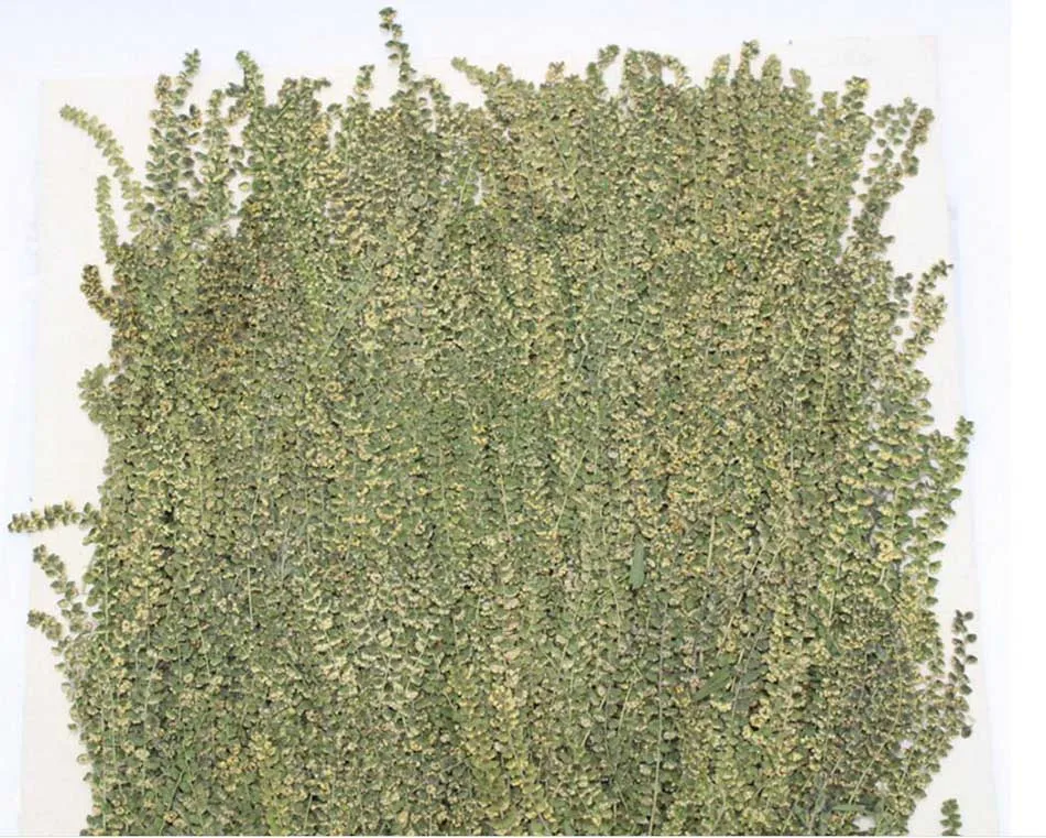 

120 шт., 6-8 см